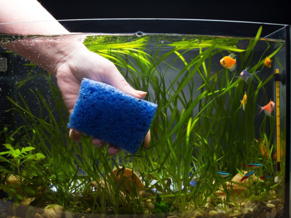Comment Nettoyer et Entretenir votre Aquarium en Toute Simplicité